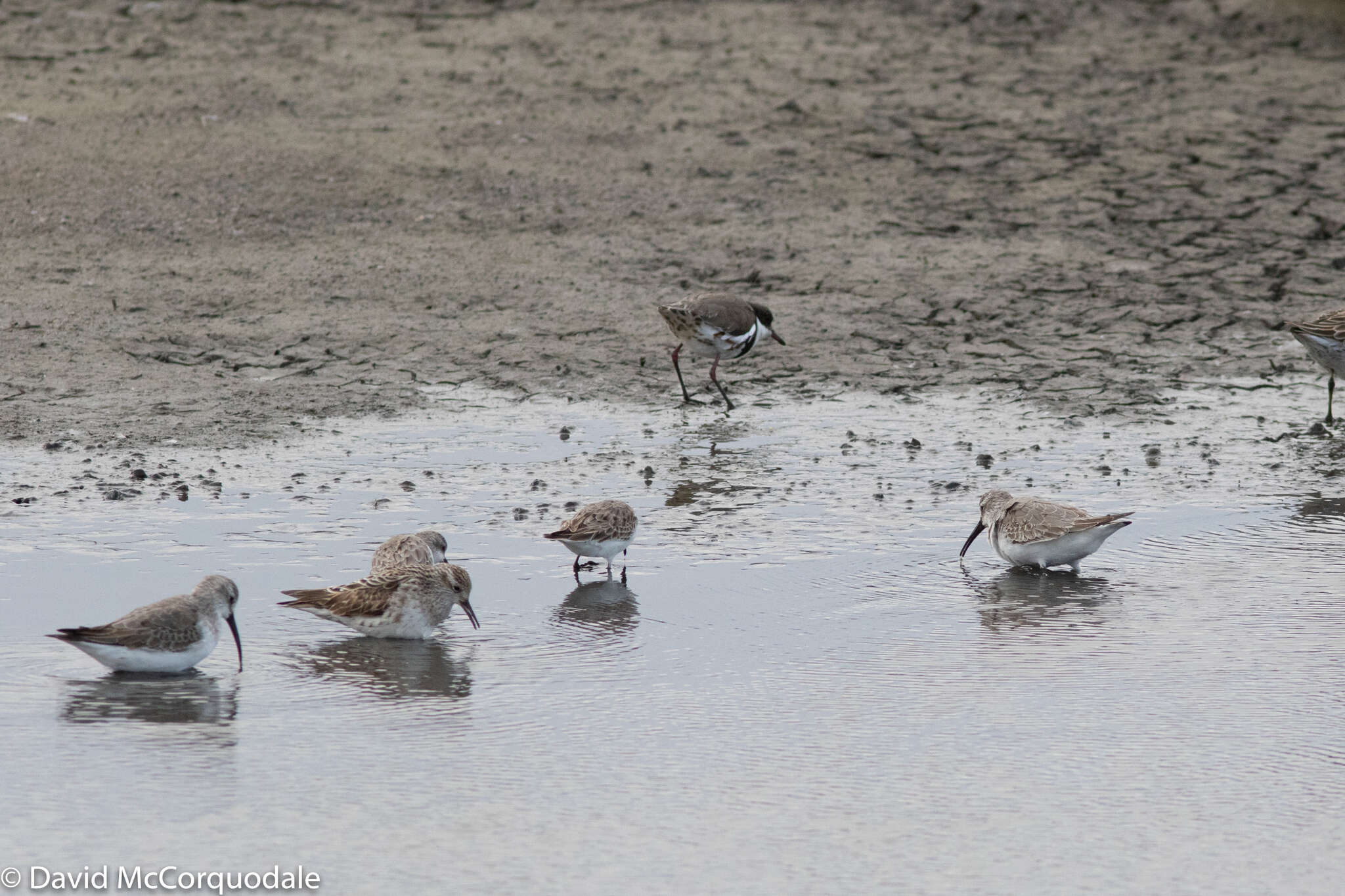 Image of Red-necked Stint