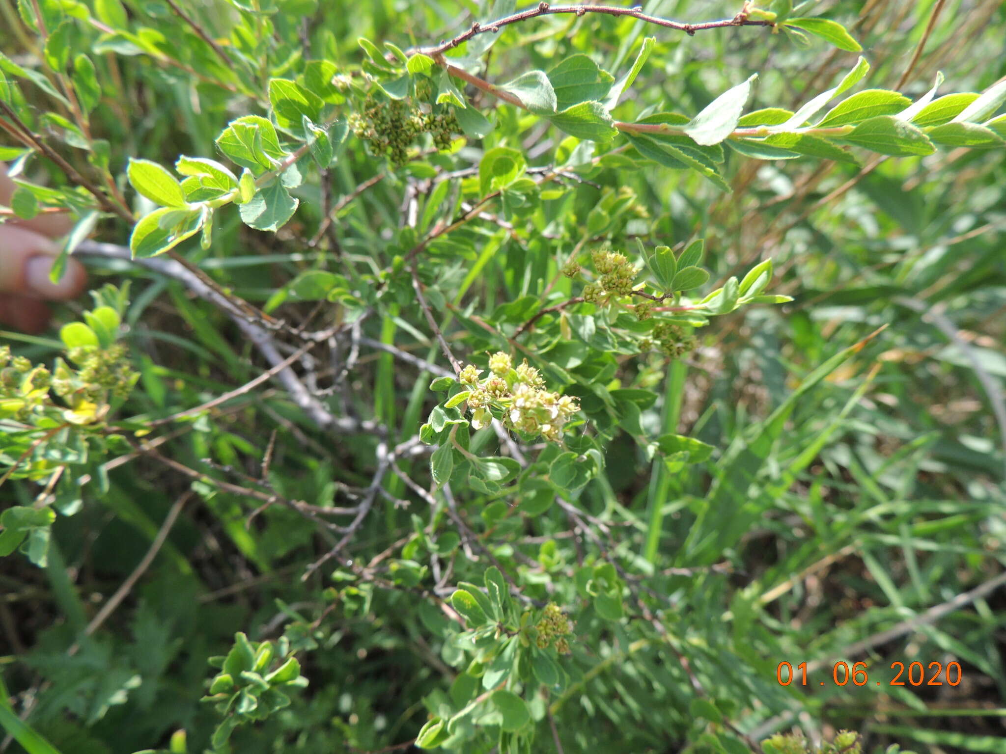 Image of Spiraea crenata L.