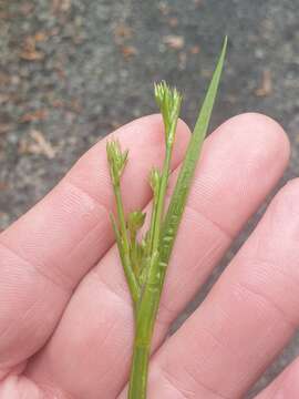 Juncus prismatocarpus R. Br. resmi