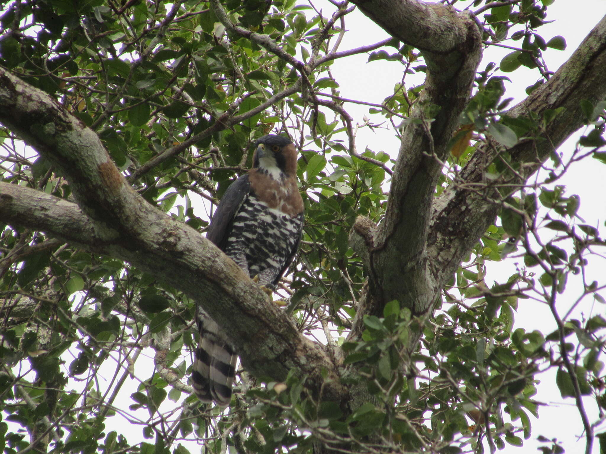 Spizaetus ornatus (Daudin 1800) resmi