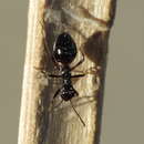 Image of Laurinia camponotideus (Lindberg 1940)
