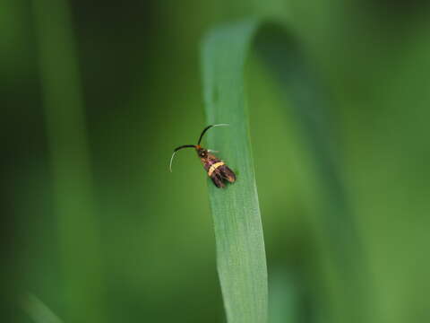 Image of Small Barred Long-horn