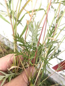 Image of staghorn cinquefoil