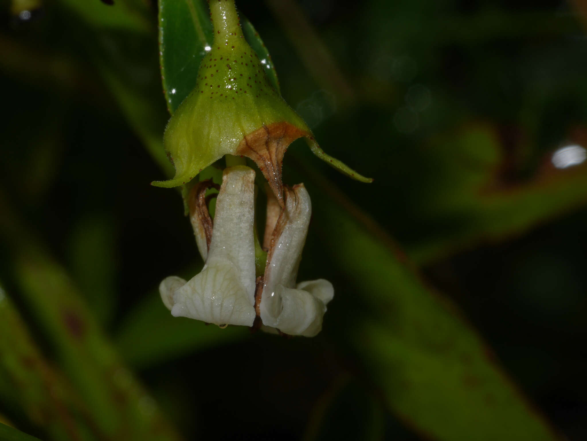 Слика од Escallonia myrtilloides L. fil.