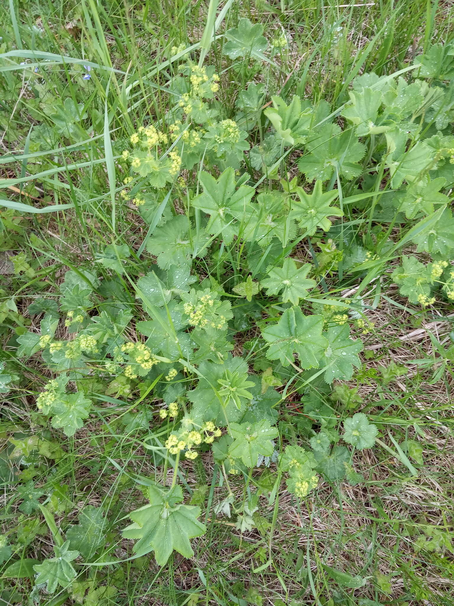 Image of broadtooth lady's mantle