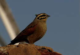 Image of Emberiza capensis limpopoensis (Roberts 1924)