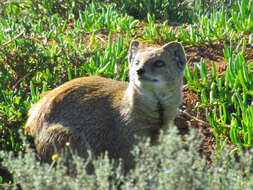 Image of Yellow Mongoose