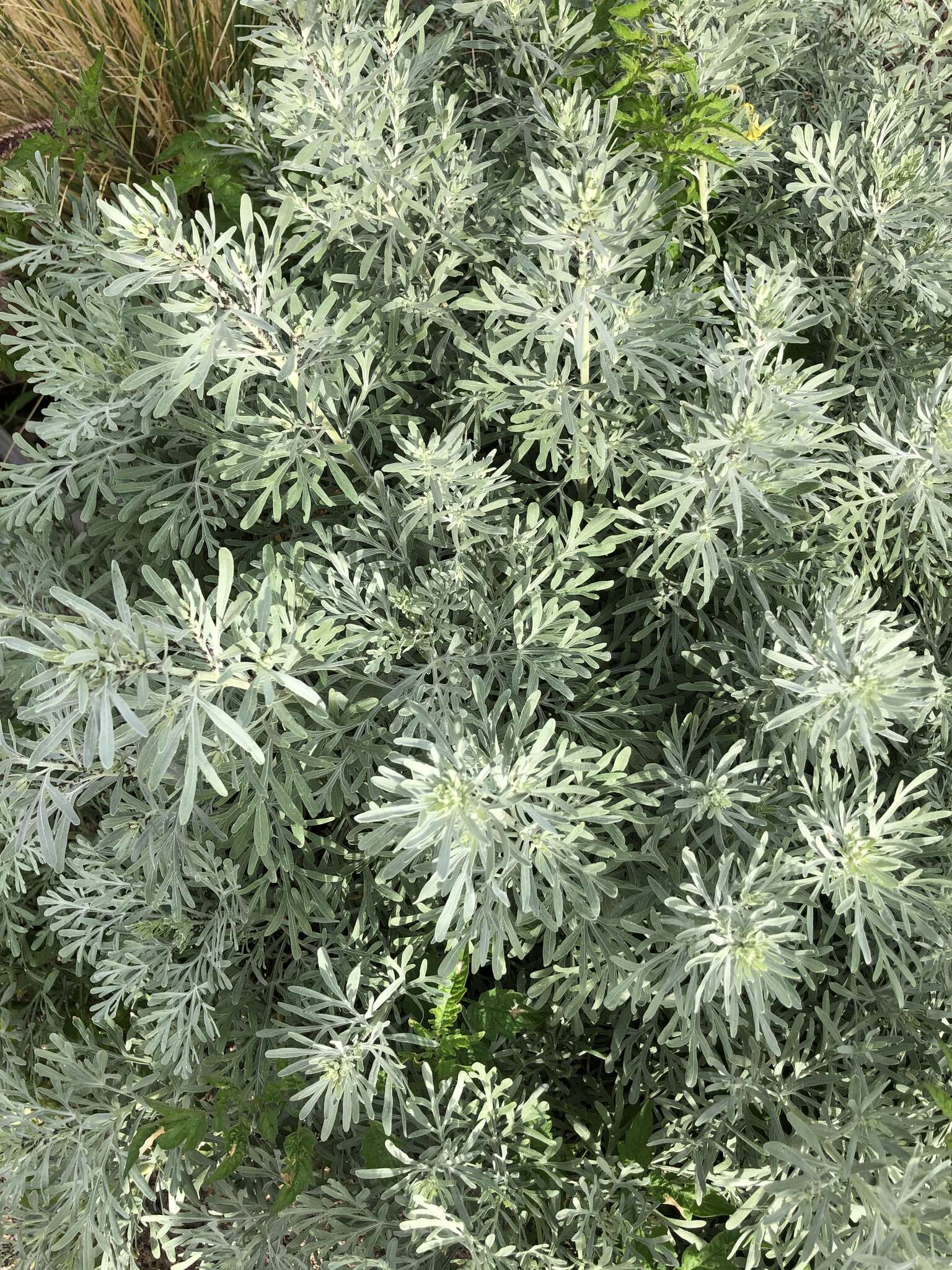 Image of Artemisia thuscula Cav.