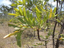 Image of Owenia vernicosa F. Müll.