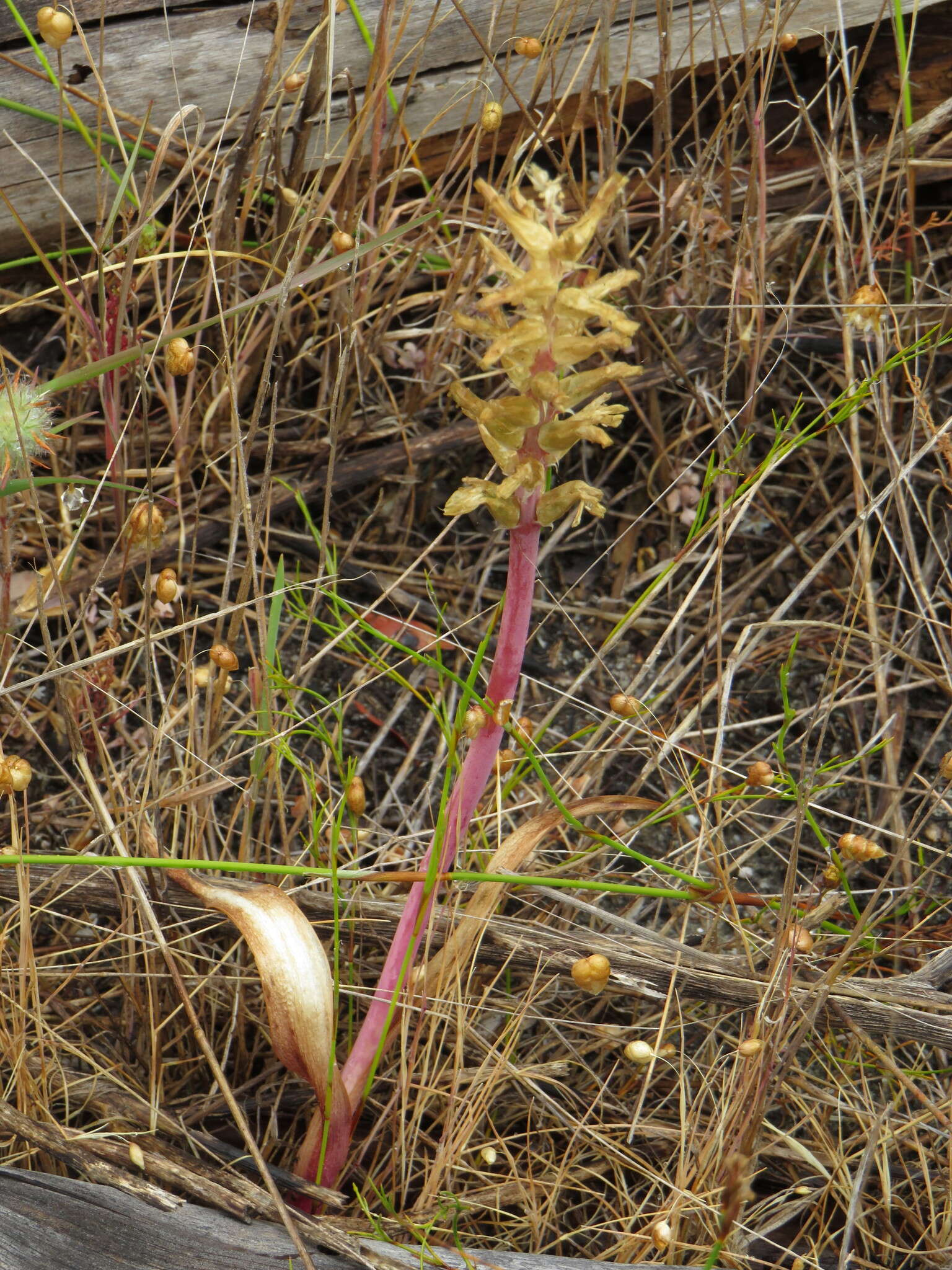 Image de Lachenalia orchioides subsp. orchioides