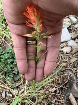 Слика од Castilleja wootonii Standley