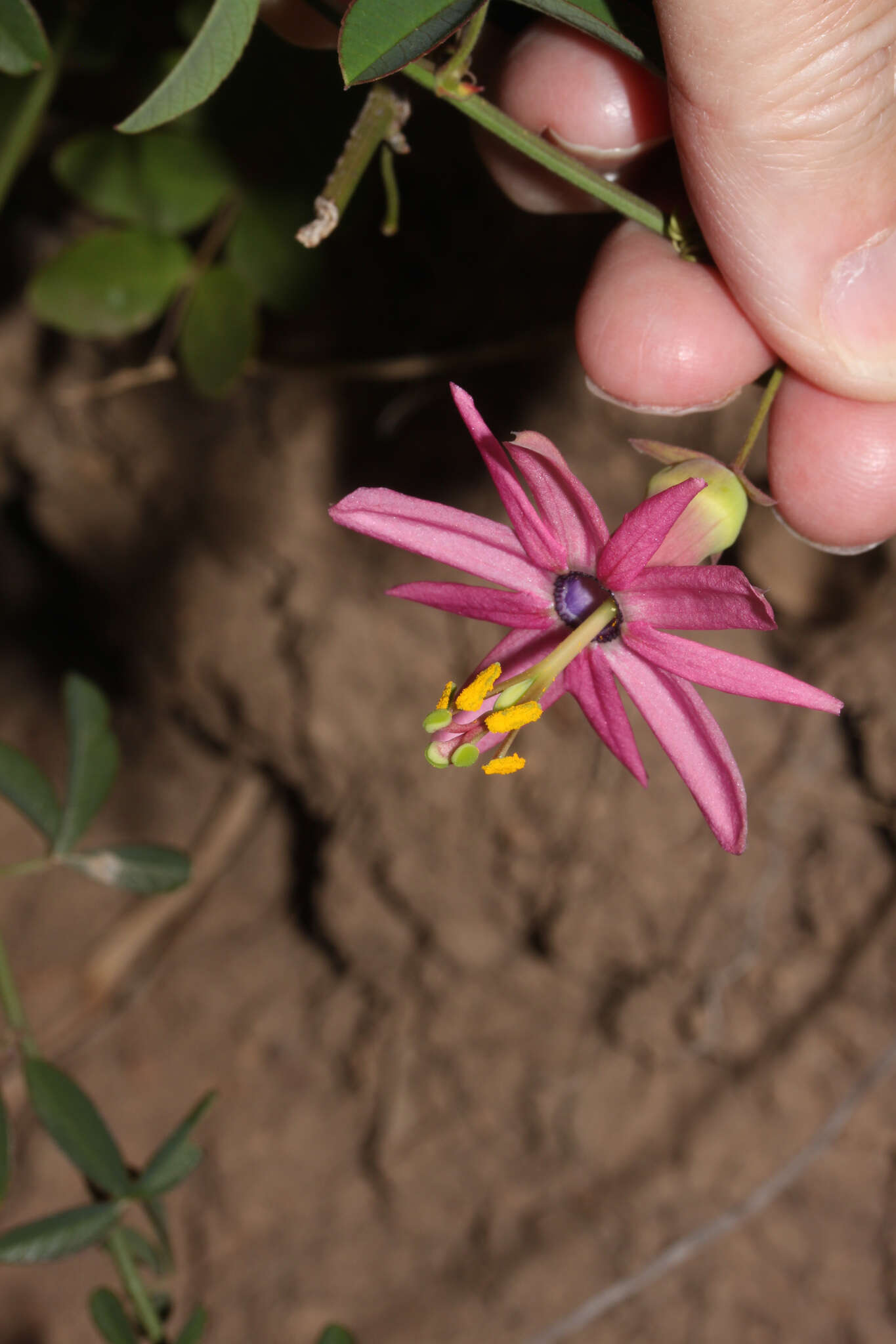 Plancia ëd Passiflora gracilens (A. Gray) Harms