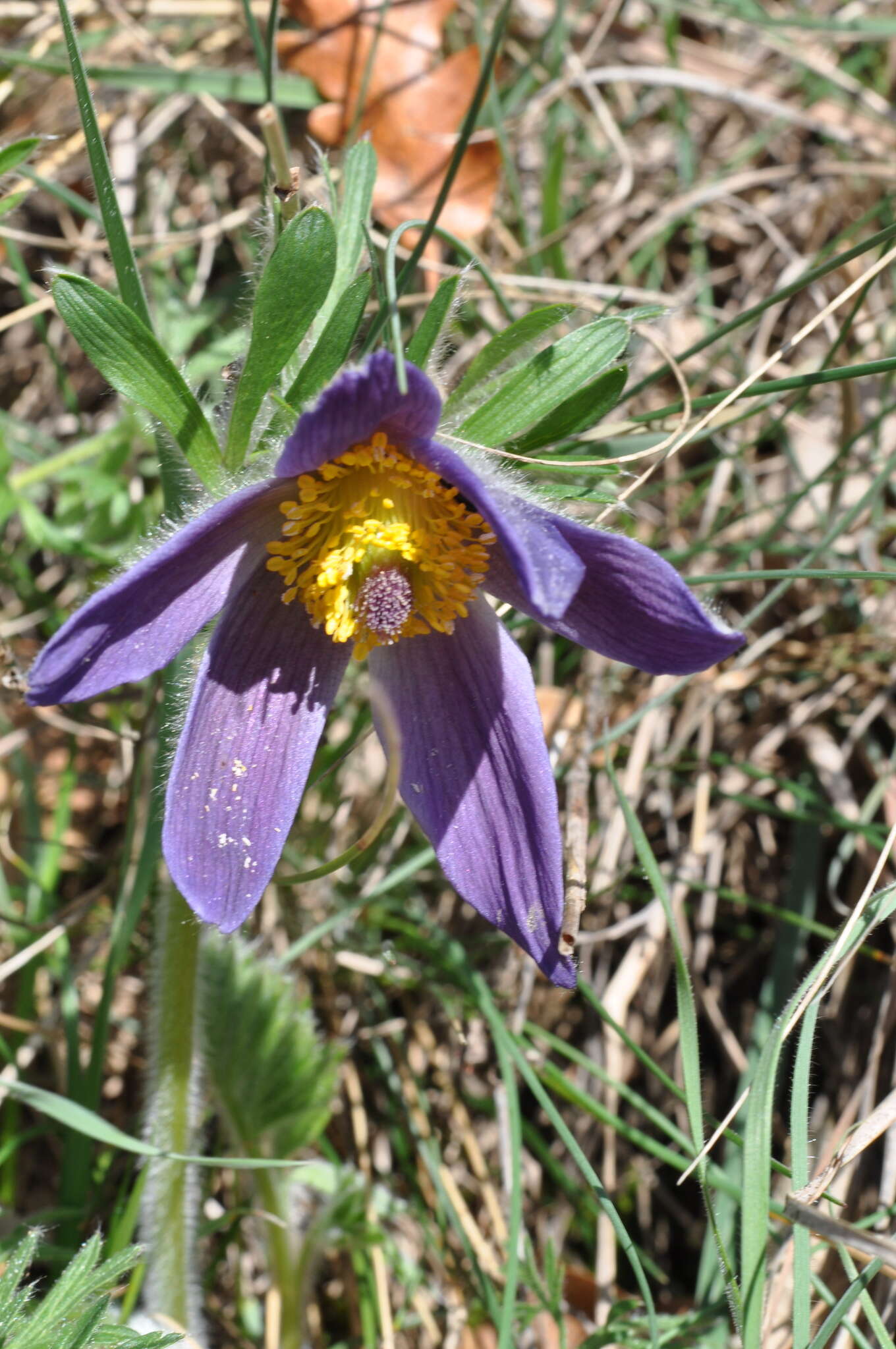 Image of Pulsatilla montana (Hoppe) Rchb.