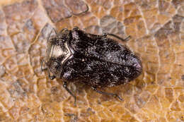 Image of Metallic wood-boring beetle