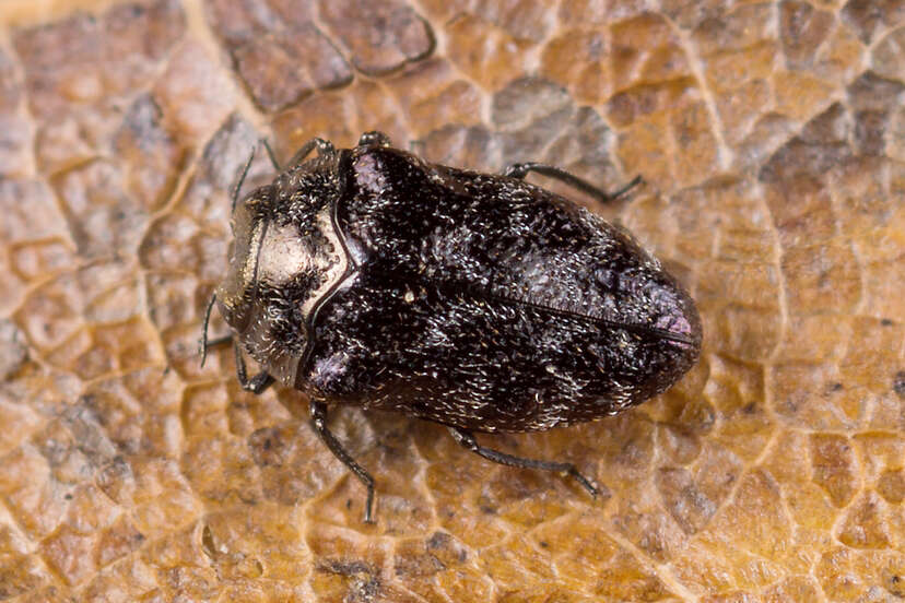 Image of Metallic wood-boring beetle