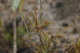 Image of Stylidium nymphaeum Wege