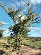 Image of Grey-haired acacia