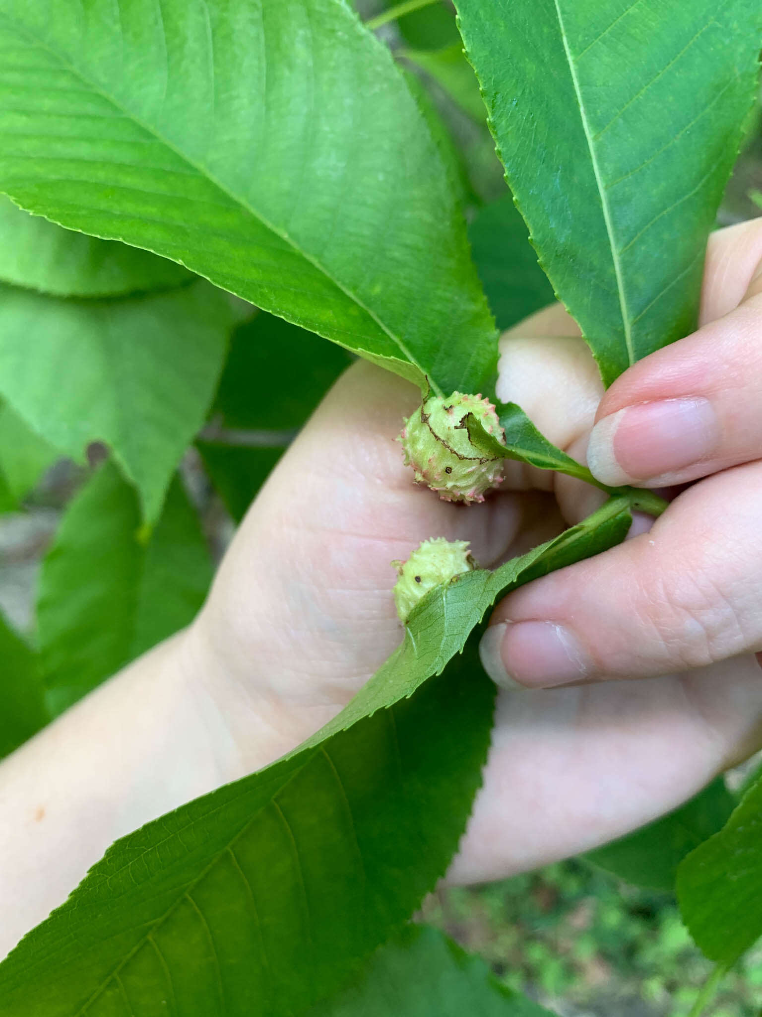 Phylloxera spinosa (Shimer 1869)的圖片