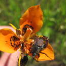 Image of Moraea tulbaghensis L. Bolus