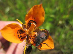 Image of Moraea tulbaghensis L. Bolus