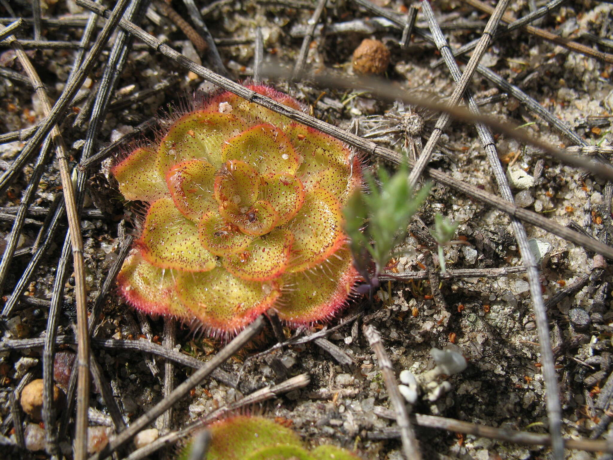 صورة Drosera zonaria Planch.