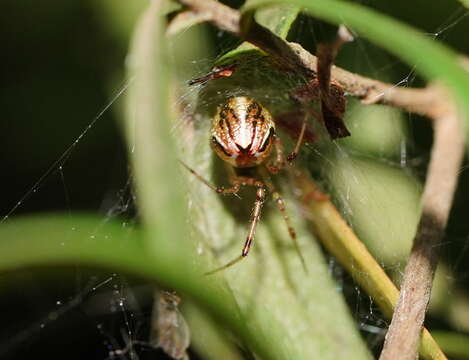 Image of Theridion pyramidale L. Koch 1867