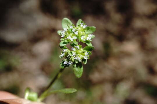 Image of Valerianella turgida (Stev.) Betcke