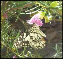Image of Lime butterfly