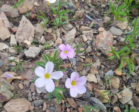 Image of Oxalis eckloniana var. sonderi Salter