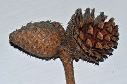 Image of Bishop pine