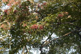 Image of Terminalia paniculata Roth