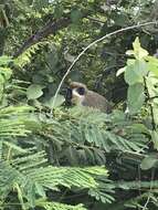 Image of Green Monkey