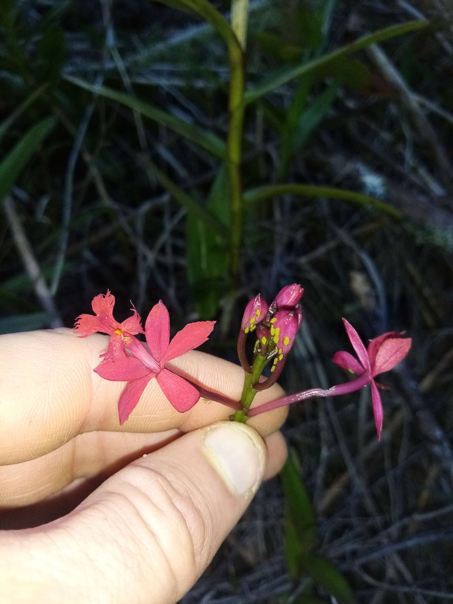 Sivun Epidendrum ibaguense Kunth kuva