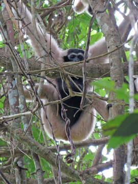 Image of Capped Gibbon