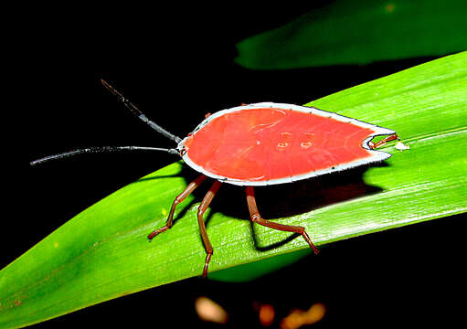 Image of Lyramorpha