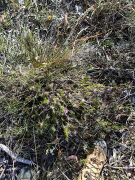 Image of Calectasia narragara R. L. Barrett & K. W. Dixon