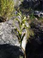 Imagem de Bipinnula plumosa Lindl.