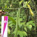 Image of Vanilla rivasii Molineros, R. T. González, Flanagan & J. T. Otero