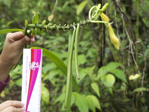 Image of Vanilla rivasii Molineros, R. T. González, Flanagan & J. T. Otero