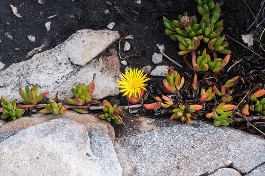 Image of Lampranthus serpens (L. Bol.) L. Bol.