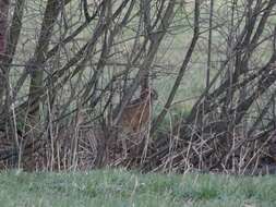 Image of brown hare, european hare