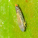 Image of Graphocephala pulchra Young 1977