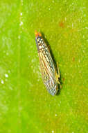 Image of Graphocephala pulchra Young 1977