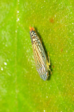 Image of Graphocephala pulchra Young 1977