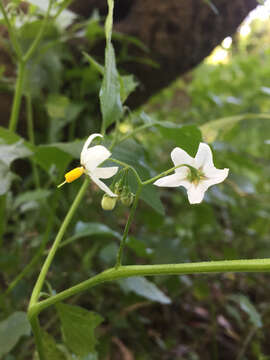 Image of forked nightshade