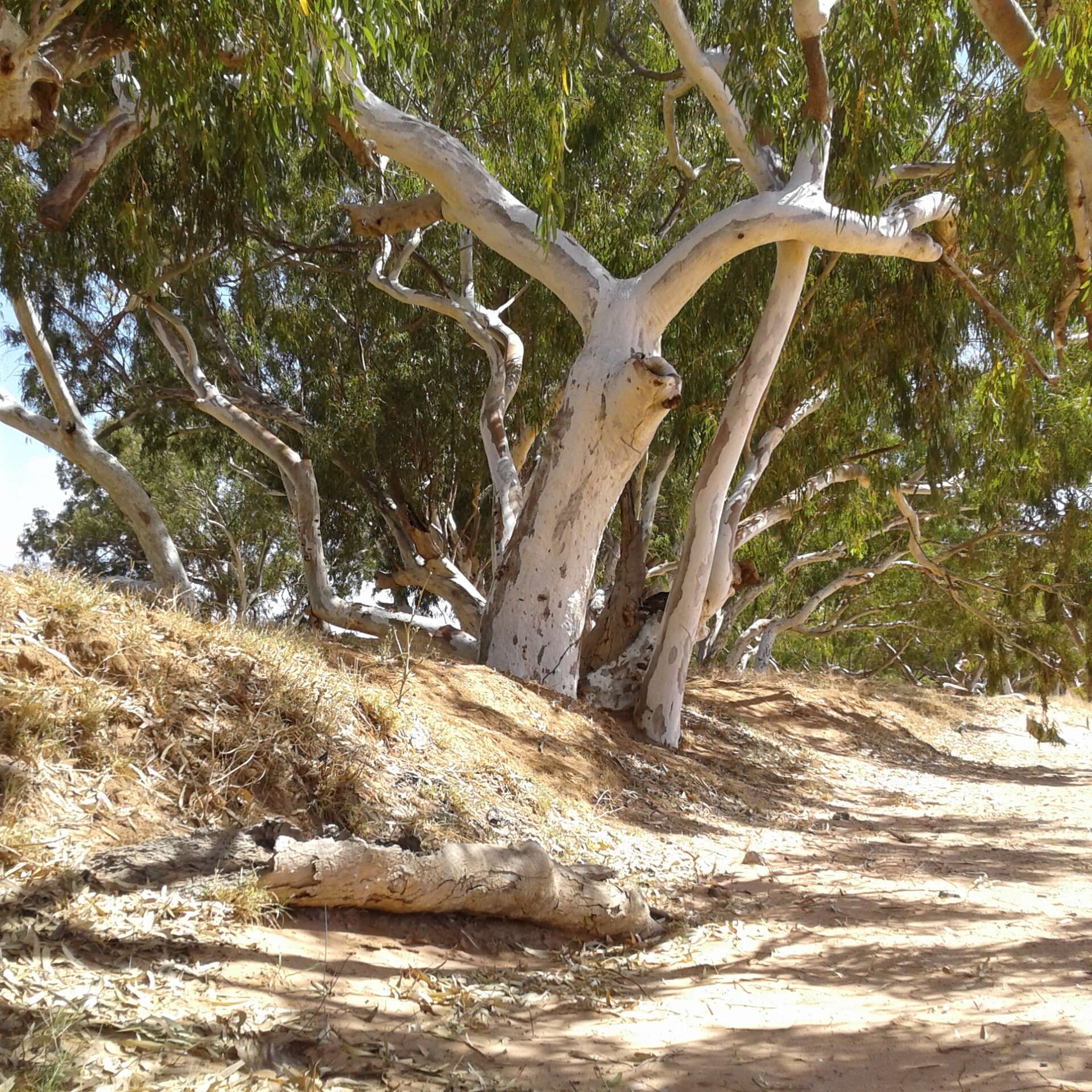 Слика од Eucalyptus camaldulensis subsp. refulgens Brooker & M. W. Mc Donald