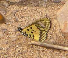 Image of Acraea penelope Staudinger 1896