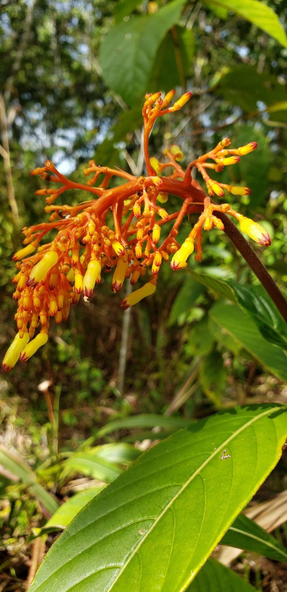 Image of Palicourea triphylla DC.