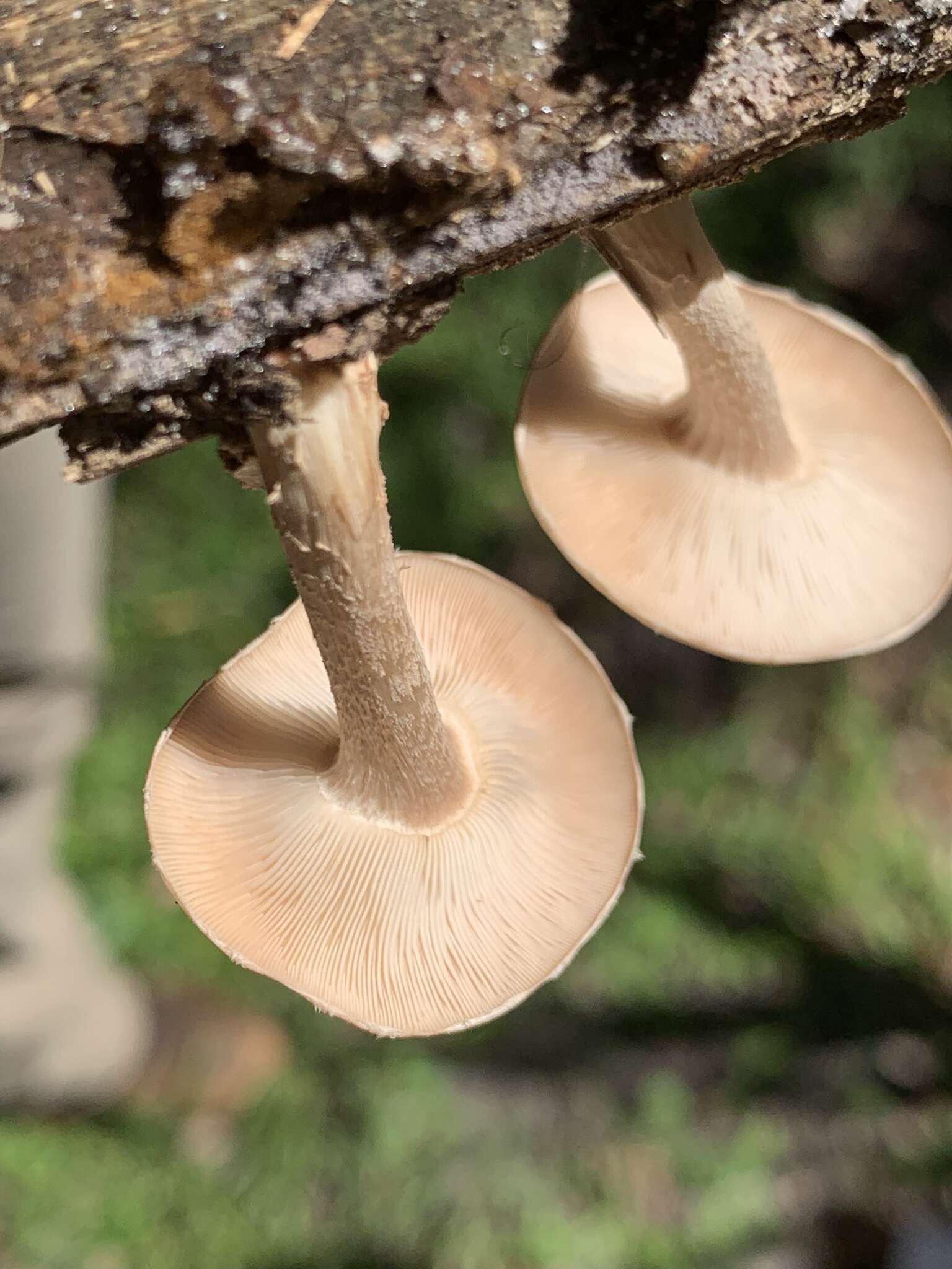 Plancia ëd Lentinula boryana (Berk. & Mont.) Pegler 1976