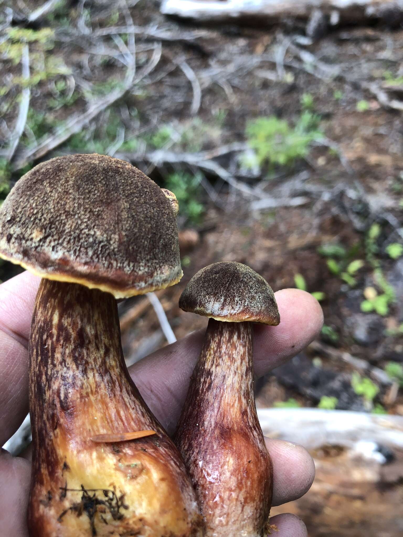 Image of Aureoboletus mirabilis (Murrill) Halling 2015